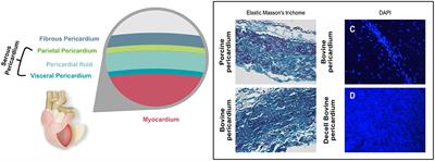Long-Term Stability and Biocompatibility of Pericardial Bioprosthetic Heart Valves